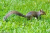 Eichhörnchen Eichhörnchen