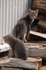 Filename=2014-02-16_12-46_e4_6153-30.jpg
Filesize=83KiB
Dimensions=683x1024
Date added=May 18, 2014 2014-02-16_12-46_e4_6153-30.jpg