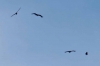 Filename=2014-02-19_15-35_e4_6667-30.jpg
Filesize=33KiB
Dimensions=1024x683
Date added=May 18, 2014 2014-02-19_15-35_e4_6667-30.jpg