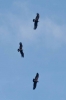 Filename=2014-02-19_15-35_e4_6670-30.jpg
Filesize=51KiB
Dimensions=975x1463
Date added=May 18, 2014 2014-02-19_15-35_e4_6670-30.jpg